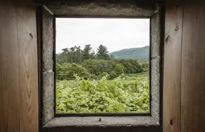 a window view of a field of lettuce at O Curralino in Vilacoba