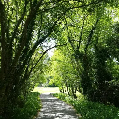 a path through a forest with trees on either side at O Curralino in Vilacoba