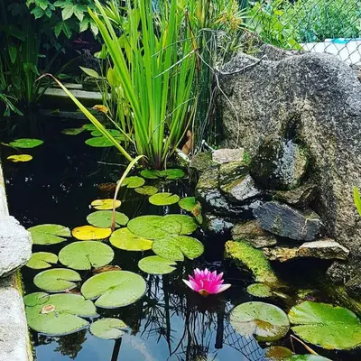 a pink flower in a pond with lily pads at casa cristimil -san amaro in Salamonde