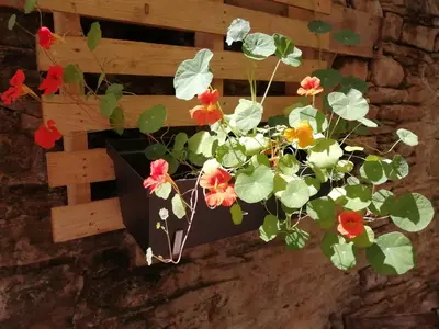 a flower pot on a wall with flowers in it at El Puente Peregrino in Trabadelo