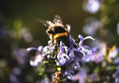 a bumblebee is sitting on a purple flower at Rural Médulas Viviendas de uso turistico 2 y Casas rurales 2 in Las Médulas