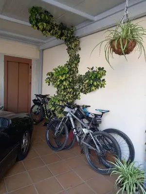 two bikes parked next to a wall with plants at Albergue Agarimo in Caldas de Reis