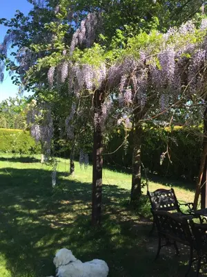 a wisteria tree with a dog sleeping under it at Alojamiento en entorno rural Los Trobos in Villar de Otero