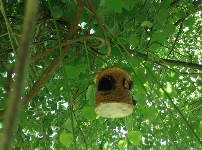 a bird house hanging from a tree at Alojamiento en entorno rural Los Trobos in Villar de Otero