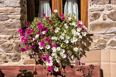 a pot of pink and white flowers in a window at Hotel Valle del Silencio in Ponferrada
