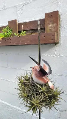 a bird sitting on top of a plant at Besbello Suites - Apartamento in Santiago de Compostela