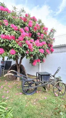 a bike parked next to a tree with pink flowers at Besbello Suites - Apartamento in Santiago de Compostela