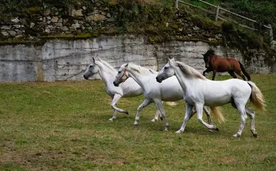 a group of horses running in a field at Hotel Rural Las Montañas de Pumar in Besullo