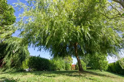 a weeping willow tree in a park at Apartamentos El Guindal in Tapia de Casariego