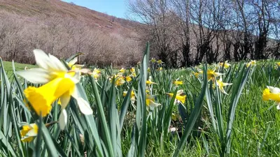 a field of yellow and white flowers in a field at Casa Turismo Rural O FILANDÓN in Suertes