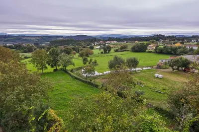 a herd of sheep grazing in a green field at Casa Teodora by Adeloló in Arzúa