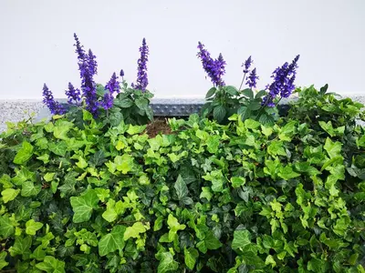 a hedge with purple flowers and green leaves at Alojamientos Viveiro - El Escairo in Viveiro