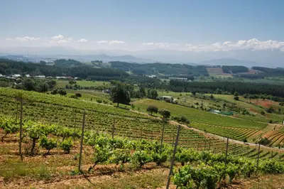 a view of a vineyard with mountains in the background at Prada a Tope - Palacio de Canedo in Canedo