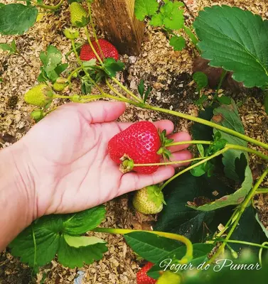 a person holding a handful of strawberries on a plant at Fogar do Pumar in Pantón