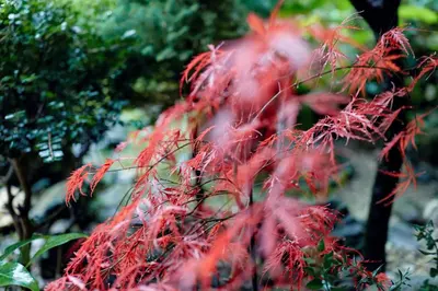 a bunch of red leaves on a tree at Casa de Turismo Rural Sabariz in Sabariz