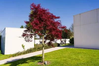 a red tree in a yard next to a building at Hotel A Curuxa Wellness in Arzúa