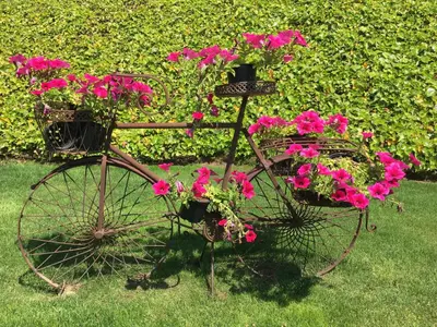 a bike with flowers in baskets on the grass at Casa das Veigas in Santa Eulalia