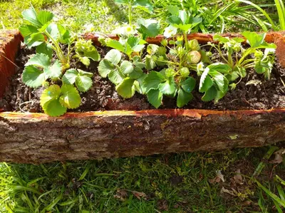 a planter filled with green plants in the grass at Casa Raposeira in Ourense