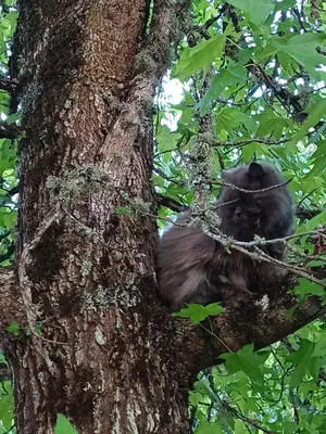 a gorilla sitting in a tree at Casa Raposeira in Ourense