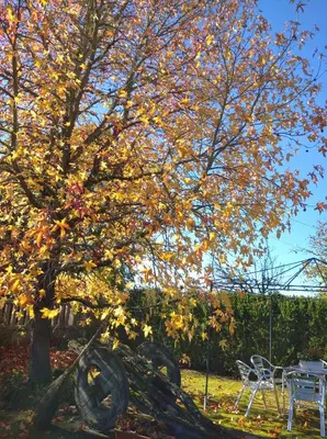 a tree with autumn leaves on it next to a table and chairs at Casa Raposeira in Ourense