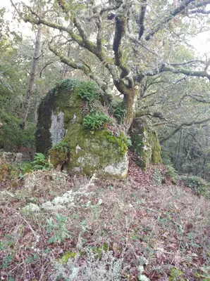 a tree growing on top of a large rock at Casa Raposeira in Ourense
