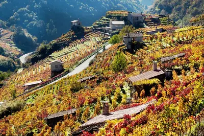 a vineyard on a hill with autumn foliage at Casa Manuela in Allariz