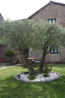a tree in the grass in front of a picnic table at A Casa da Meixida in Padrón