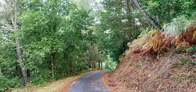a dirt road in the middle of a forest at Casa da Viña - Ribeira Sacra in Nogueira de Ramuin