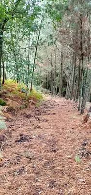 a dirt road in a wooded area with trees at Casa da Viña - Ribeira Sacra in Nogueira de Ramuin