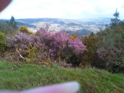 a bush with purple flowers on the side of a hill at Casa da Viña - Ribeira Sacra in Nogueira de Ramuin