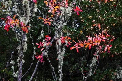 a tree with red leaves in front of some bushes at Hotel Rural La Peregrina in Carucedo