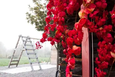 a bunch of red flowers hanging from a building with a ladder at Hotel Rural La Peregrina in Carucedo