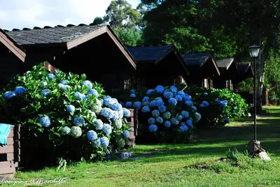 a group of blue flowers in front of a house at CAMPING A GRANDELLA in El Franco