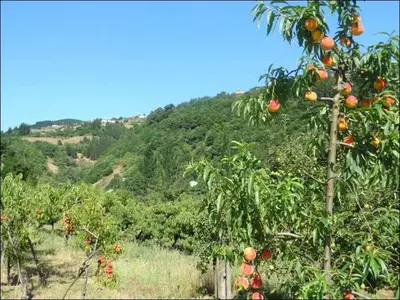 a bunch of oranges hanging from trees in achard at Hotel Restaurante Marroncín in Cangas del Narcea