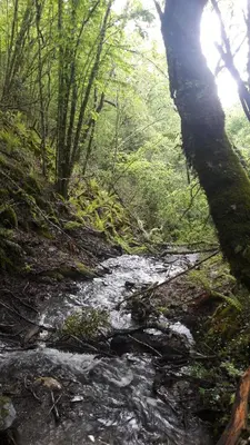 a stream in the middle of a forest with trees at La casita de la señora María in Ponferrada