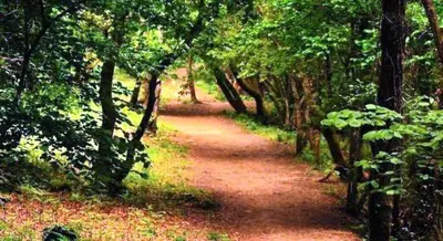 a dirt trail in a wooded area with trees at Moreiriña- Bentraces in Bentraces