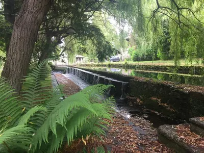 a green fern plant next to a stream in a park at Finca Galea in Carballido