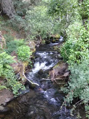 a stream of water in the middle of a forest at Casa Sanabresa in Galende