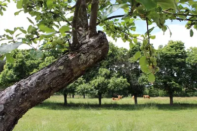 a tree branch with some cows in the field at Casa Pro Pantea in Monforte de Lemos
