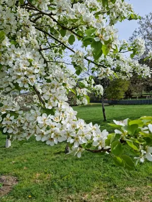 a tree with white flowers on it in a park at Casa Pro Pantea in Monforte de Lemos