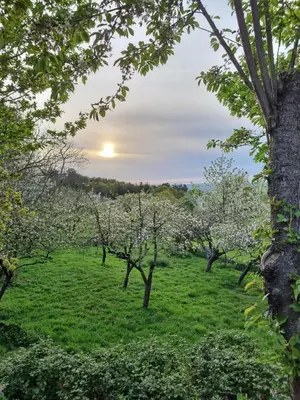 a field of apple trees with the sunset in the background at Casa Pro Pantea in Monforte de Lemos