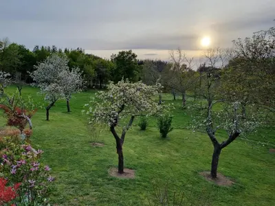 a group of trees with white flowers in a field at Casa Pro Pantea in Monforte de Lemos
