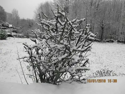 a tree covered in snow in a field at Casa Rosi. Cumbres borrascosas Brañuelas in Villagatón