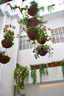 a bunch of potted plants hanging on a building at Mapoula PR Boutique in Santiago de Compostela