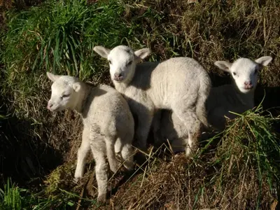 a group of three sheep standing in the grass at Stone Cottage FISTERRA in Curtis