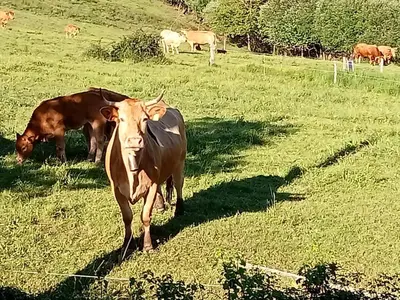 two cows standing in a field of grass at Palacio de Cantiz 
