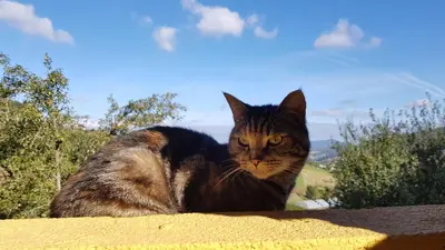 a cat sitting on top of a roof at Casa Rural Norita - Adults only in Lourenzá