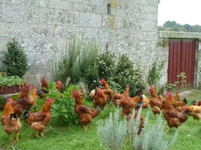 a group of chickens standing in a garden at Casa do Pacio Sabadelle in Lugo