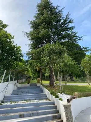 a set of stairs in a park with a tree at Albergue Mirador de Pedrouzo in O Pedrouzo