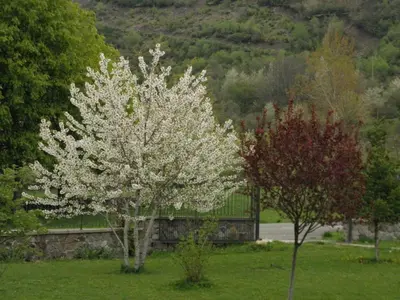 a tree with white flowers in a field at Hotel La Mora in Villaseca de Laciana